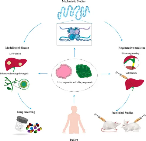 Frontiers | Biomedical applications of organoids derived
