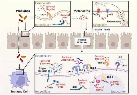 Frontiers | Immune metabolic restoration in systemic lupus