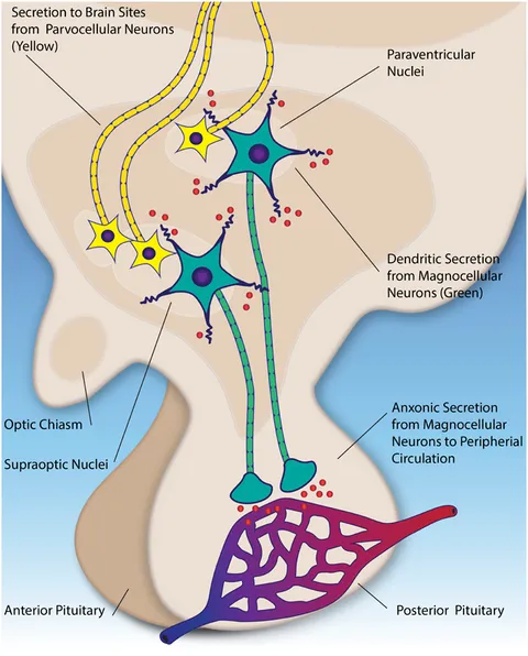 上品スタイル and Oxytocin | Frontiers vasopressin: pituitary linking その他