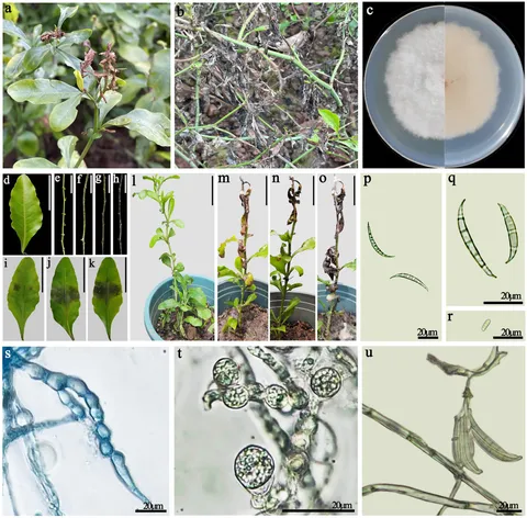 :D様 Frontiers | Pathogen identification and biological