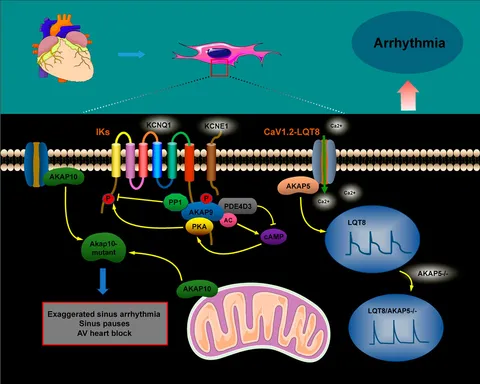 Frontiers | The role of A-kinase anchoring proteins in