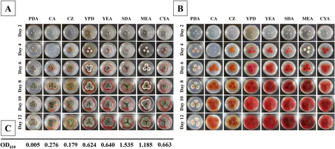 Frontiers | Isolation, identification, and production