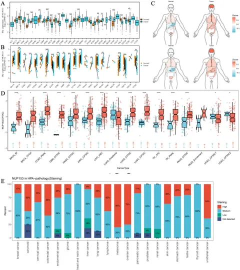 Frontiers | The functional and clinical significance of