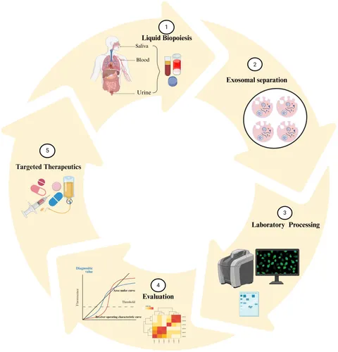 Frontiers | Exosomal ncRNAs in liquid biopsy: a new paradigm