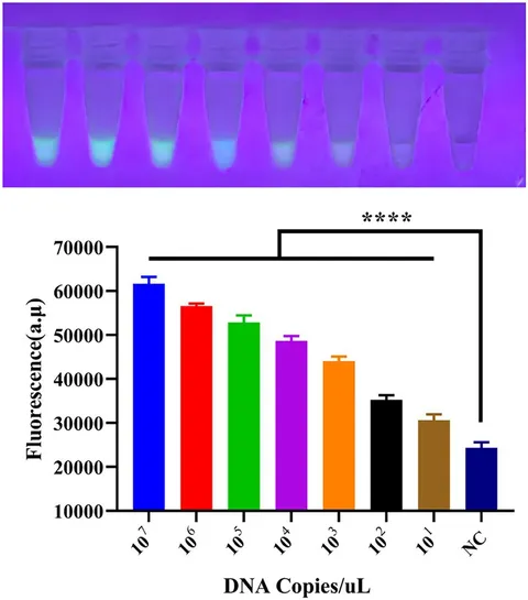 Frontiers | Rapid, sensitive, and visual detection of