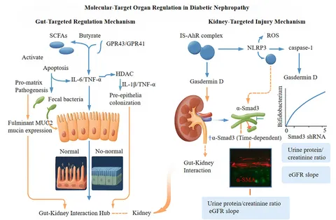 Frontiers | Targeting gut microbiota for diabetic