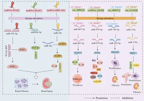 Frontiers | Research progress on non-coding RNA regulatory