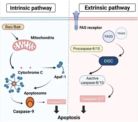 Frontiers | ApoBDs: a paradigm shift from cellular debris to