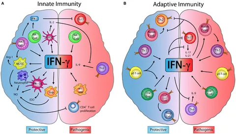Frontiers | Stage-Specific Role of Interferon-Gamma in