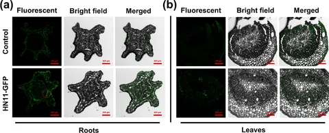 Frontiers | The application of Bacillus amyloliquefaciens