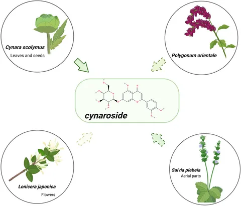 Frontiers | The effects of cynaroside on lipid metabolism