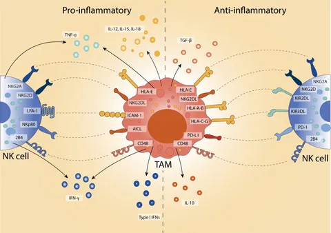 洋書 Immunochemical Methods in Cell and Frontiers | Enhancing natural killer cell anti-tumour