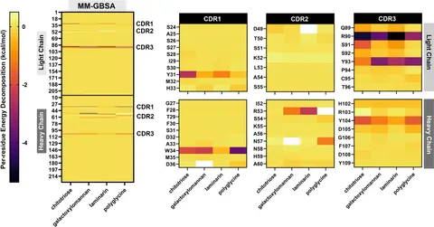Frontiers | Exploring the structural basis and functional