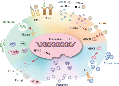 Frontiers | Immune functions of avian erythrocytes: a