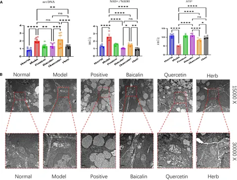Frontiers | Unveiling the mechanisms of American ginseng and