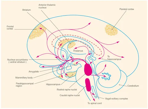 その他 ei fphar-06-00289-g001.jpg