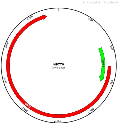 Frontiers | Lung microbiota of raccoon dogs (Nyctereutes