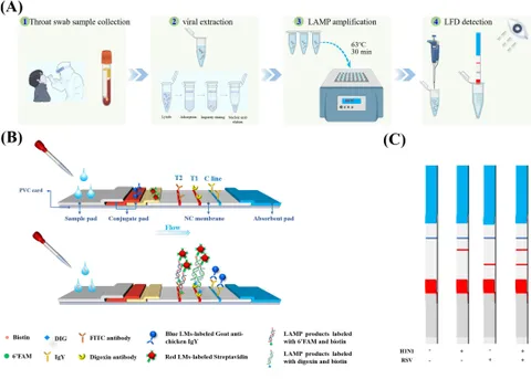 Frontiers | A rapid and visual dual LAMP-LFD assay for on-site