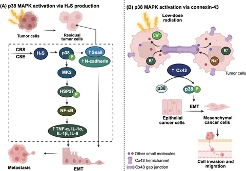 Frontiers | Targeting radiotherapy-induced inflammation in cancer