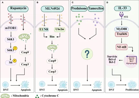 Frontiers | CD3+CD4−CD8− T cells: a new potential therapeutic