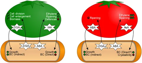 fmicb-06-01282-g007.jpg