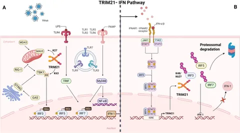 Frontiers | TRIM21 regulation of IRF-mediated type I interferon
