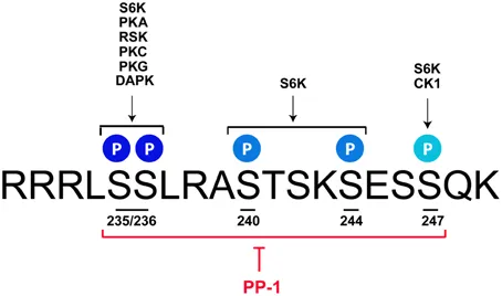 Frontiers | Ribosomal Protein S6 Phosphorylation in the