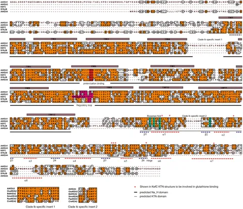 Frontiers | Conserved and Diversified Gene Families of
