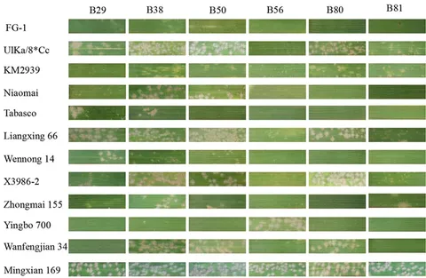 Frontiers | Characterization of a New Pm2 Allele Conferring