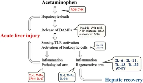 Frontiers | STAT3, a Key Parameter of Cytokine-Driven Tissue