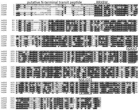 Frontiers | Isolation and Characterization of Three New