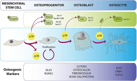 Frontiers | p38 MAPK Signaling in Osteoblast Differentiation