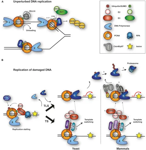 Frontiers | Functions of Ubiquitin and SUMO in DNA