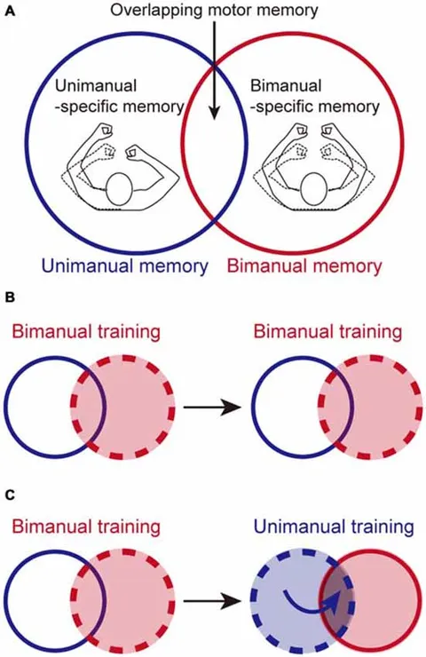 Frontiers | Improving a Bimanual Motor Skill Through