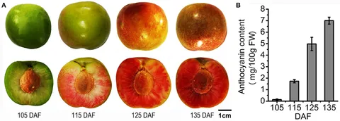 Functional analysis of ARF1 from Cymbidium goeringii in IAA