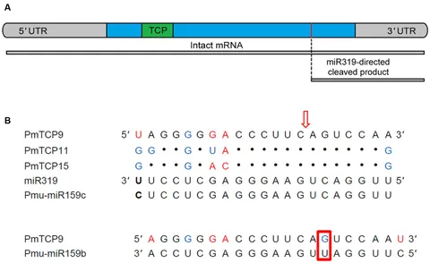 Frontiers | Genome-Wide Identification, Characterization and