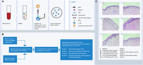 Purity Skin 3本セット Frontiers | Recent Developments in Cellular Immunotherapy for HSCT