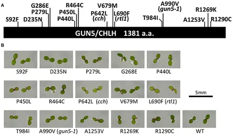 fpls-07-01650-g001.jpg