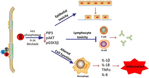 shima Frontiers | The Cytolethal Distending Toxin Contributes to