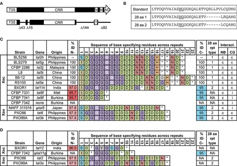 テキスト Frontiers | Suppression of Xo1-Mediated Disease Resistance