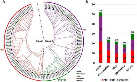 Frontiers | Identification and Transcript Analysis of the