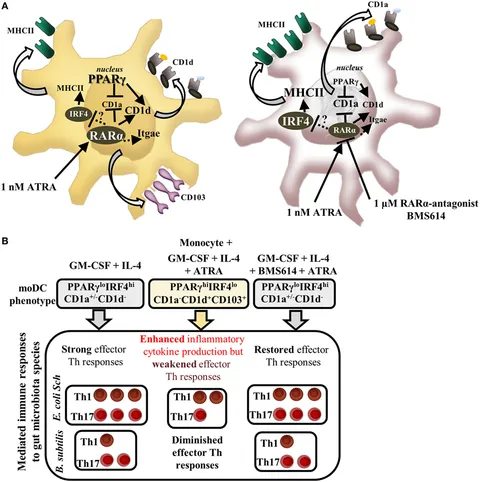 ララ Signaling by Type I Interferons in Immune Cells: Disease