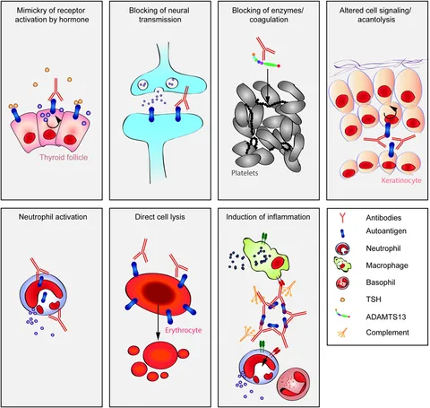 レビュー高評価商品 Mechanisms | Frontiers of Pathology Autoantibody-Induced 語学・辞書・学習参考書