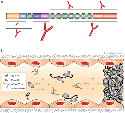 ミイ Frontiers | Mechanisms of Autoantibody-Induced Pathology