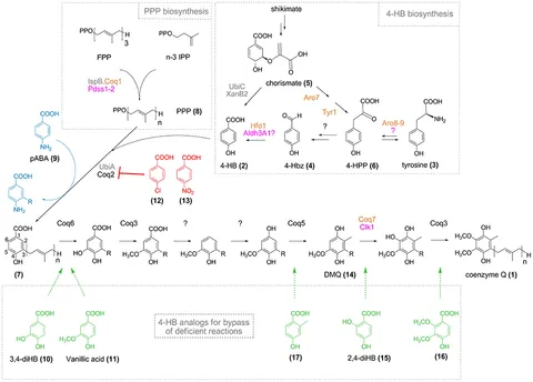 Frontiers | Impact of Chemical Analogs of 4-Hydroxybenzoic