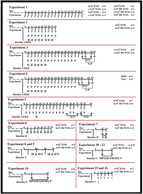 Frontiers | Optimization and In Vivo Profiling of a Refined