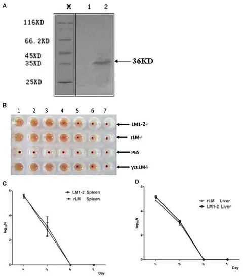 テーブル Frontiers | A Promising Listeria-Vectored Vaccine Induces