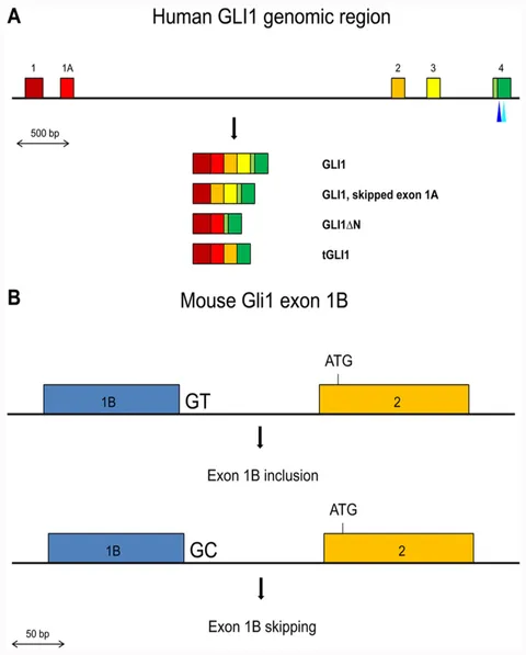 fgene-03-00119-g001.jpg