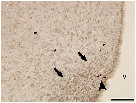 Frontiers | Solving the Neurogenesis Puzzle: Looking for Frontiers | Solving the Neurogenesis Puzzle: Looking for