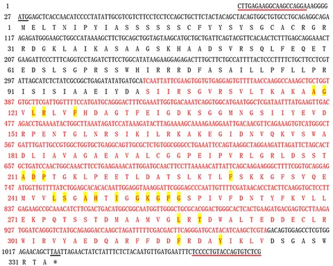Two TAL effectors of Xanthomonas citri promote pustule